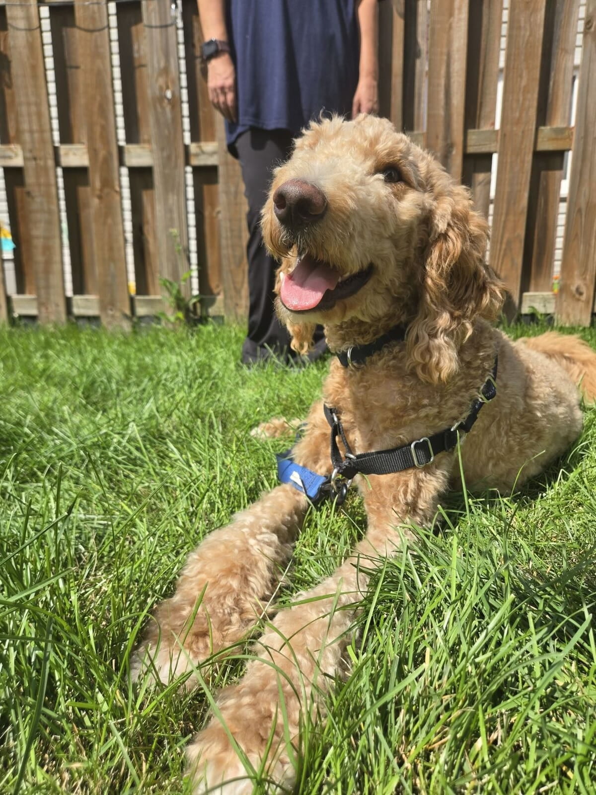 Back to School Means Back to Basics for your Dog, too!