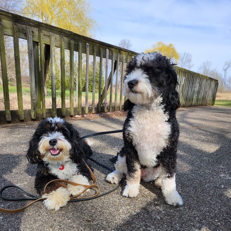 Time-Saving Dog Training Hack